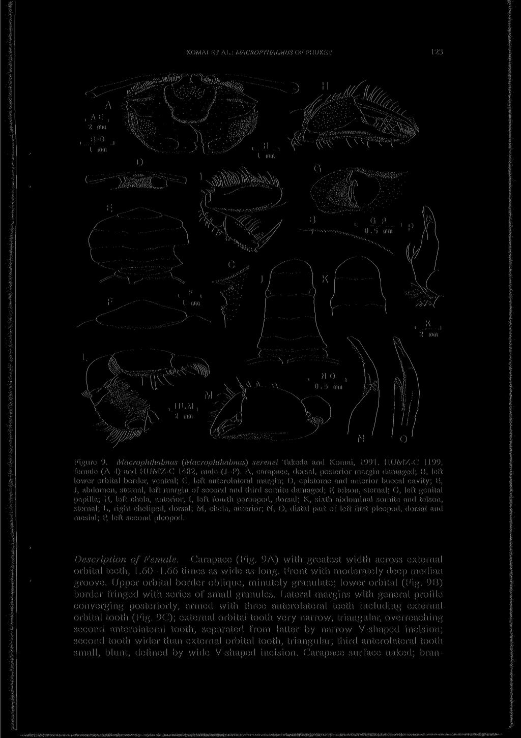 KOMAI ET AL.: MACROPTHALMUS OF PHUKET 123 Figure 9. Macrophthalmus (Macrophthalmus) serenei Takeda and Komai, 1991. HUMZ-C 1199, female (A-I) and HUMZ-C 1482, male (J-P).