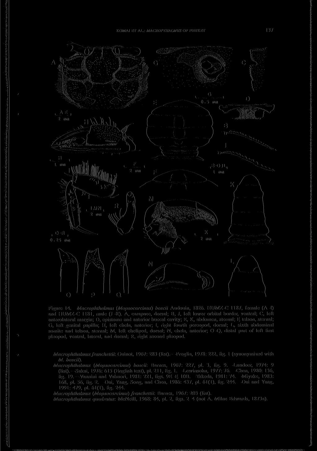KOMAI ET AL.: MACROPTHALMUS OF PHUKET 137 Figure 14. Macrophthalmus (Mopsocarcinus) boscii Audouin, 1826. HUMZ-C 1187, female (A-I) and HUMZ-C 1181, male (J-R).