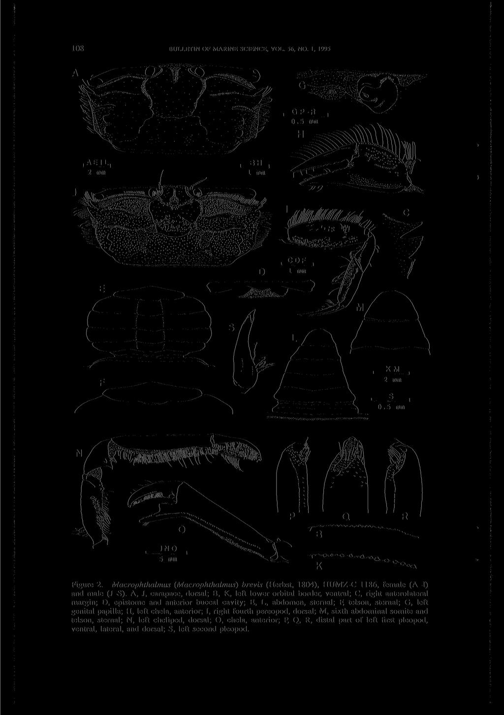 108 BULLETIN OF MARINE SCIENCE, VOL. 56, NO. 1, 1995 Figure 2. Macrophthalmus (Macrophthalmus) brevis (Herbst, 1804), HUMZ-C 1186, female (A-I) and male (J-S).