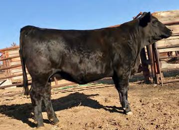 01 71E is the first 316Y daughter to sell out of the ProHart program. 316Y was selected out of the Flying H program and has made the female foundation for our herd.