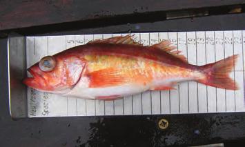Chilipepper Rockfish CHILIPEPPER ROCKFISH Sebastes goodei MARKET NAMES: Pacific red snapper, chilipepper sea perch Chilipepper Rockfish range from Baja California to.