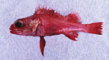 Longspine Thornyhead LONGSPINE THORNYHEAD Sebastolobus altivelis MARKET NAMES: thornyhead, spinycheek rockfish, idiotfish Longspine Thornyhead range from southern Baja to the Gulf of Alaska.