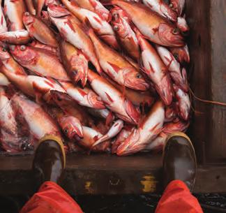 The U.S. West Coast groundfish fishery is the backbone of many fishing communities.