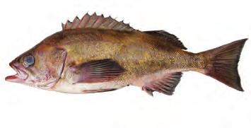 WIDOW ROCKFISH WIDOW ROCKFISH Sebastes entomelas MARKET NAMES: widowfish Widow Rockfish range from Baja California to Kodiak Island, Alaska.