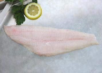 English Sole ENGLISH SOLE Parophrys vetulu MARKET NAMES: lemon sole English sole is found from Baja California to the Bering Sea.
