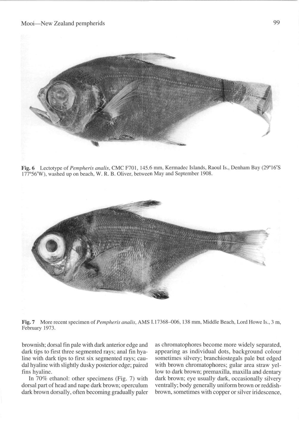 Mooi New Zealand pempherids 99 Fig. 6 Lectotype of Pempheris analis, CMC F701, 145.6 mm, Kermadec Islands, Raoul Is., Denham Bay (29 16'S 177 56'W), washed up on beach, W. R. B. Oliver, between May and September 1908.