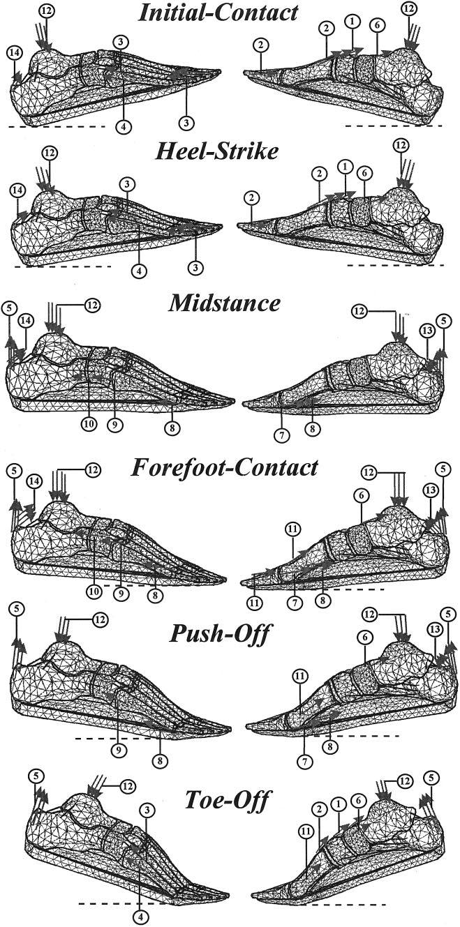 The mechanical behavior of the soft tissue that pads the bony structure of the foot was taken from Nakamura 1, who obtained the uniaxial compression stress-strain curve of a specimen taken from the
