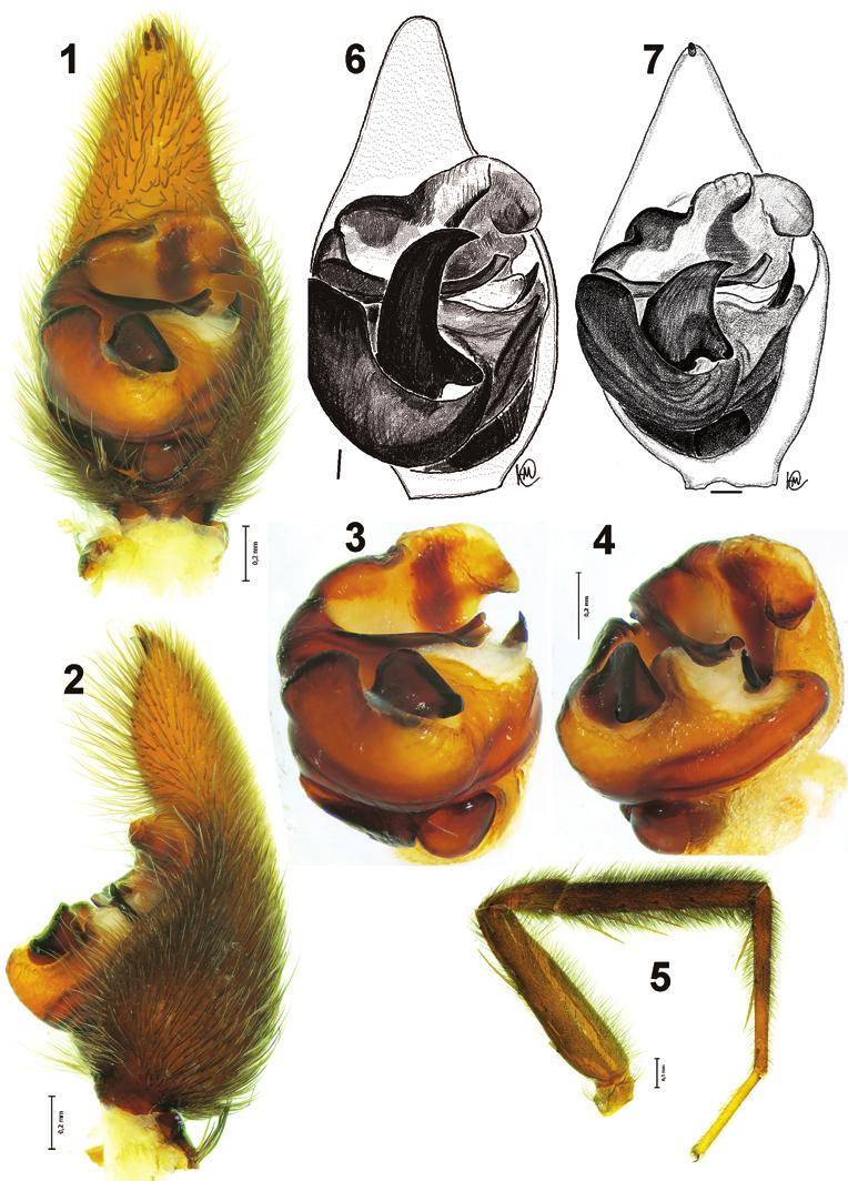 A survey of East Palaearctic Lycosidae (Araneae). 7. A new species of Acantholycosa Dahl... 3 Figures 1 7. Male palp and leg I of Acantholycosa azarkinae sp. n. (1 5), A. oligerae (6) and A.