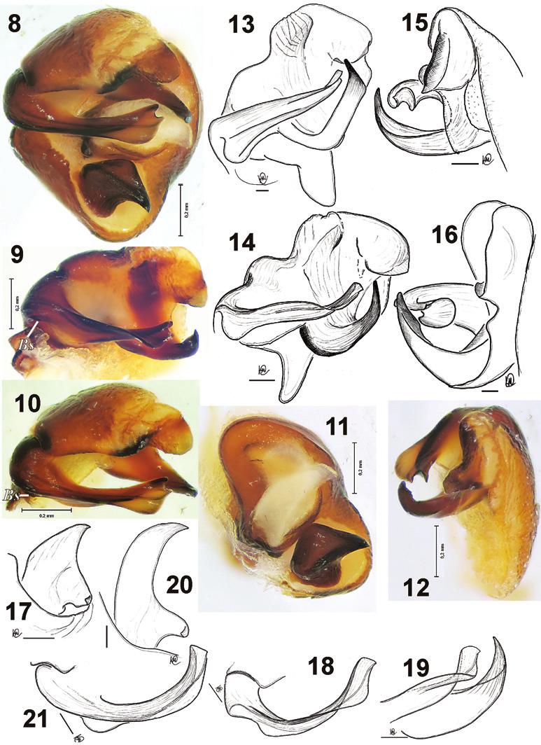 4 Yuri M. Marusik & Mikhail M. Omelko / ZooKeys 79: 1 10 (2011) Figures 8 21. Male palp of Acantholycosa azarkinae sp. n. (8 12), A. oligerae (13 14, 20 21) and A. sundukovi (15 16, 17 19).