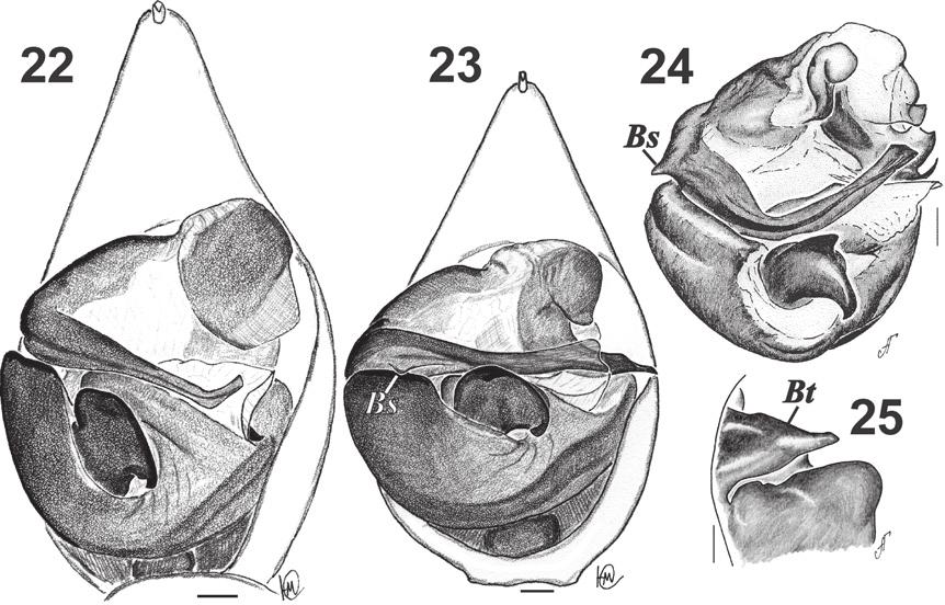 A survey of East Palaearctic Lycosidae (Araneae). 7. A new species of Acantholycosa Dahl... 5 Figures 22 25. Male palp of Acantholycosa aborigenica (22), A. lignaria (23) and A. norvegica (24 25).