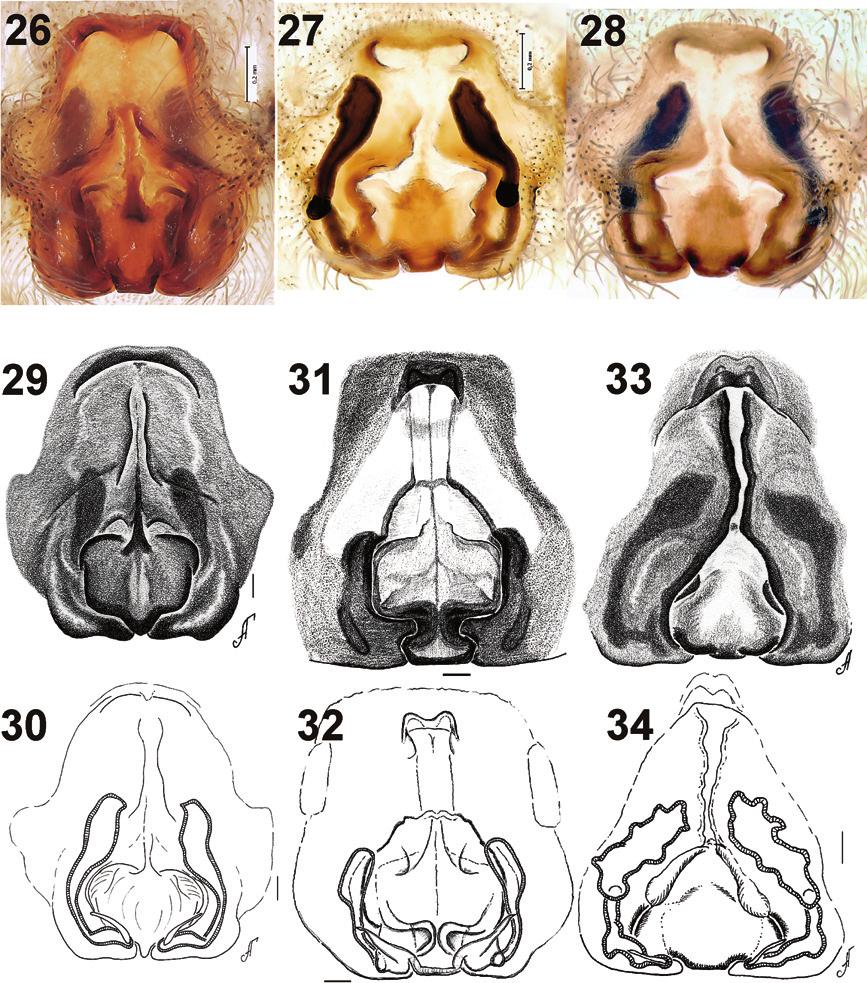 6 Yuri M. Marusik & Mikhail M. Omelko / ZooKeys 79: 1 10 (2011) Figures 26 34. Epigyne of Acantholycosa azarkinae sp. n. (26 28), A. oligerae (29 30), A. norvegica (31 32) and A. lignaria (33 34).