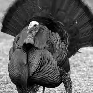 WILD TURKEY Spring Gobbler Season (May 3-31, 2014): The May 2014 turkey season harvest was comprised of 22 bearded hens, 1,199 jakes (30.8%) and 2,690 toms (69.