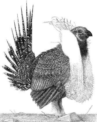 The Sage Grouse in breeding season is distinguished from other birds by the display of its spikey tail feathers and bulbuls breast.