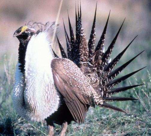 The two images may represent the Sage grouse from two perspectives.