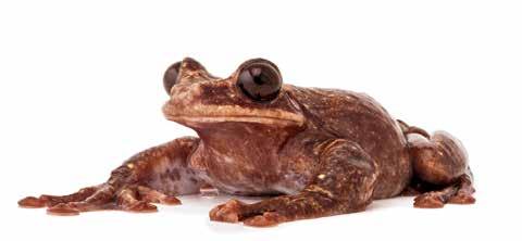 Population: 1 Toughie is a Rabbs fringe-limbed tree frog from Panama. In the wild, Toughie used to spread his large webbed feet to glide from branch to branch in the treetops.