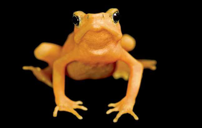 In fact, scientists expect that onethird to one-half of the nearly 7,600 known amphibian species will become extinct in the next ten years.