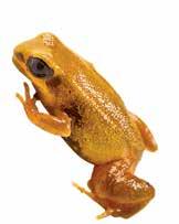 Tiny mantella frogs are vulnerable to habitat loss. Disappearing Habitat As bad as the fungus disease is, amphibians have much more to worry about.