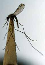 Anopheles jeyporiensis Anopheles jeyporiensis Bangladesh, Taiwan, Thailand, Laos, Vietnam, Cambodia Ground habitats with clear, cool, fresh water, slow moving or nearly stagnant with abundant