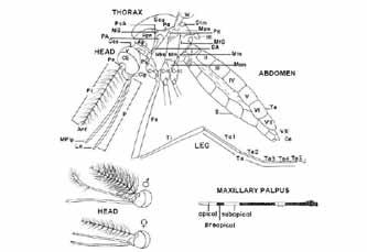 ADULT MORPHOLOGY HEAD Ant = antenna CE = compound eye Clp = clypeus Fl = flagellum La = labellum MPlp = maxillary palpus Occ = occiput Pe = pedicel P = proboscis V = vertex THORAX Ap = antepronotum