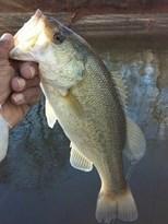 And let s not forget the white bass up to 14 inches. See my photos. It s a hot bite right now!