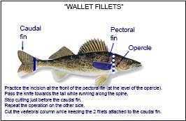 Page 25 Sport Fishing in Québec - 2016-2018 (including salmon fishing) How to cut up wallet fillets Yellow walleye and sauger can be distinguished in the following manner: When you wash the fish