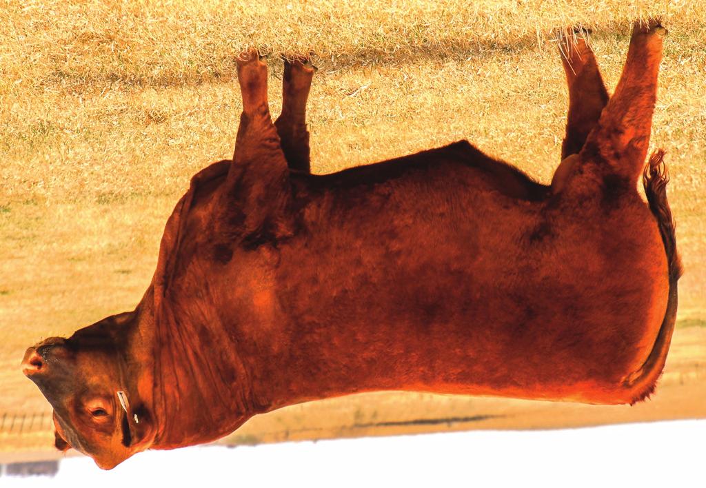 PRICE: $40.00 Volume & Commercial Discounts Available Seneca Flawless Phenotype RREDS Seneca 731C Seneca was the $35,000 high seller at Rhodes Red Angus of Faulkton, SD.