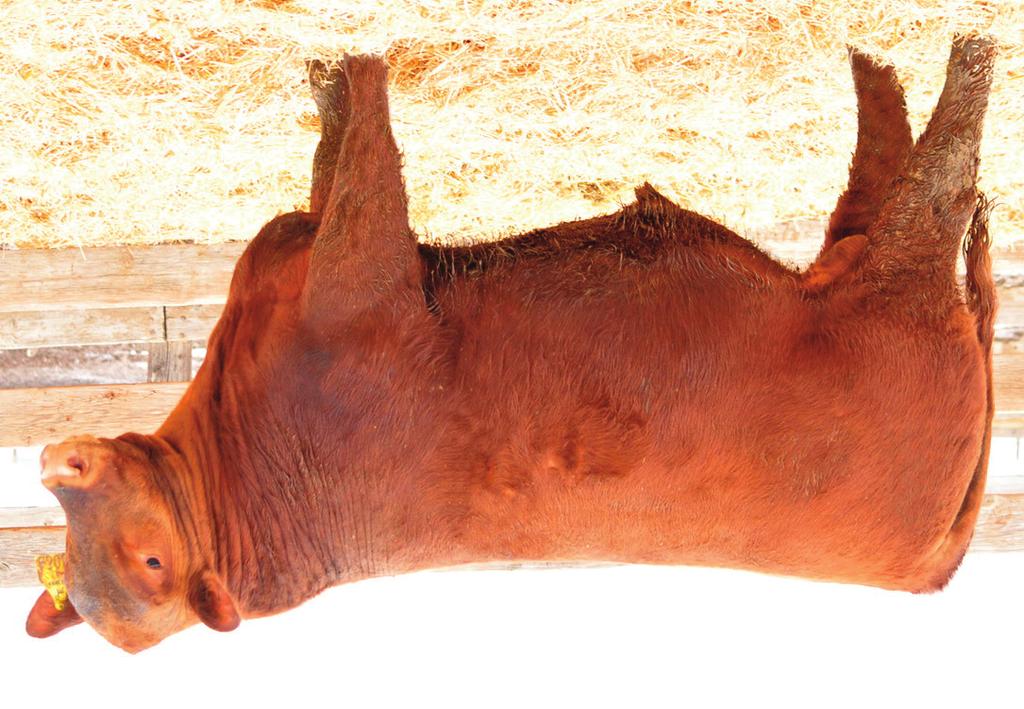 Start your Red Angus Franchise Franchise PRICE: Semen Packages 200 straws for $10,000 sire BASIN FRANCHISE P142 H&H FRANCHISE 7070 H&H L&C LADY BEHAVE 5040 SPUR FRANCHISE OF GARTON H & H IRENE LASS
