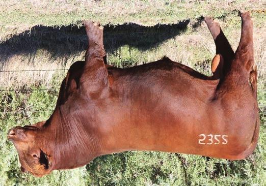 5322 Pieper Red Angus