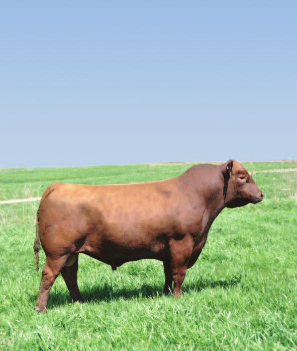 Breed Impact Sires Inside Move your program in a $Profitable Direction Reputation Red Angus and Hybreds Semen Directory Spring 2016 For Semen Sales Please Call