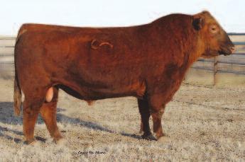 SAND HILLS Standing the Test of Time Great Calving Ease to Growth Spread! Sire of many sale toppers over the years! Still in service at Pieper Red Angus - standing the test of time!