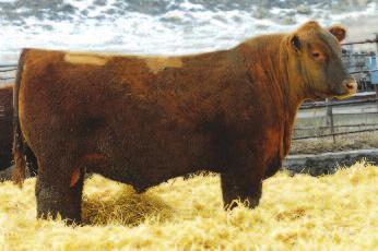 LSF SRR IMPECCABLE 3150A Owned By: LN Cattle Company Broken Heart Ranch REG#: 1623898 Calved: 1/11/13 CAT: 100% 1A Red Angus BECKTON EPIC K F075 BECKTON EPIC R397 K LSF SAGA 1040Y BECKTON KIT F468 JL