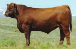 LSF Nexpectation 0083X $25 per unit Owned by: Ludvigson Stock Farms Leachman Cattle of Colorado Turner Red Angus Volume discounts and commercial pricing available REG#: 1368762 Calved: 1/23/10 CAT:
