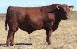 This stand out bull has been one of the top sires in the patented Leachman $Profit system for years.