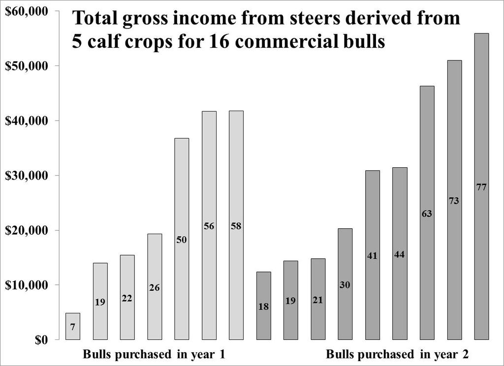 Figure 5. Total gross revenue (No. of progeny sired) derived from all of the steer progeny produced by two cohorts ( born 2004; born 2005) of Angus yearling bulls purchased in successive years.