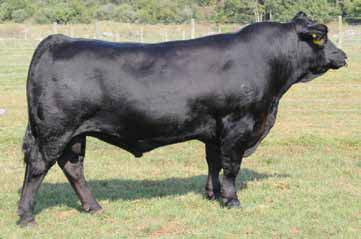 Jump Start had a 15.8 square inch rib-eye scan. He can be used with confidence on Angus X heifers. 3. This bull should add length and carcass traits. 4. Homozygous black and homozygous polled.