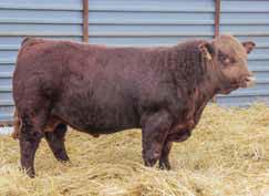 He has an overall excellent performance package: 926 WW, 1678 YW, 20.65 REA. 3. Terry Ellingson said, He is going to have a great impact on the cattle industry. 4.