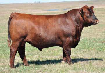 Nexus has tremendous feet and legs, with an excellent disposition. 3. Nexus was the top selling bull in the 2012 Silveiras Angus Sale.