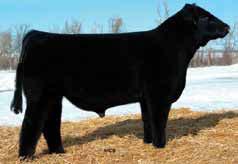 He has the depth of rib and round in his rear to make him very desireable as a club calf sire.
