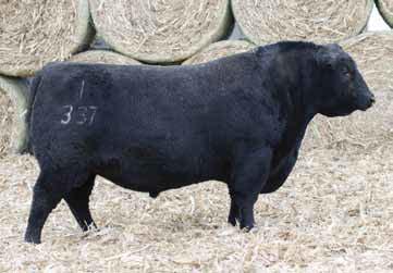 988 lbs Yearling Weight: 1,631 lbs Mature Weight: 2,160 lbs Hip Height: 56 Frame Score: 6.5 Scrotal Cir.