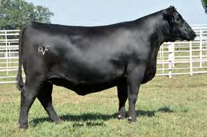 population Traction ranks near the top of the breed for WW, YW, RADG, HP, Milk, RE, $W and $B. He is second to none He sires high performance cattle with outstanding phenotype.