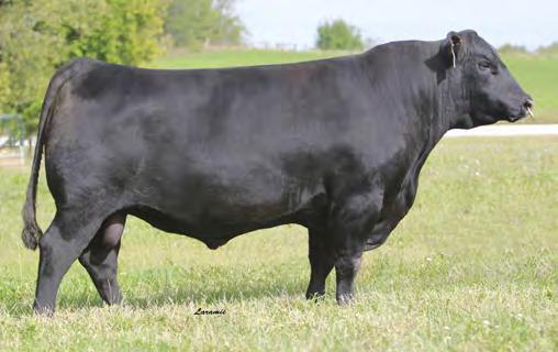 ANGUS 7AN430 COLEMAN VENTURE 403 One of our best combinations of CED and Muscle A no-miss CE son of Capitalist out of the dam of Regis that ranks in the top 1 percent of the breed for $W Bred to make