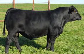 0 CONNEALY TOBIN CONNEALY CONFIDENCE 0100 BECKA GALA OF CONANGA 8281 LCC NEW STANDARD R B LADY STANDARD 305-890 B A LADY 6807 305 From Gaffney Family Cattle, WI; Pasture View Angus, IL and Farmington