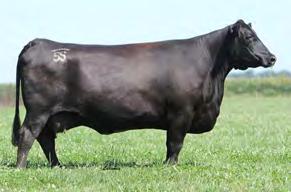 Young Sire Program data has solidified this bull for low birth and high growth Adds base-width and a super rib design to attractive, big-bodied offspring His pedigree is constructed with proven,