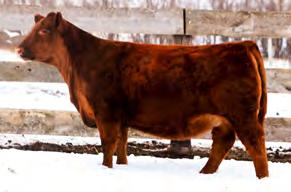 spring of rib If you are looking to build a profitable maternal base or maximize end product value-prestigious is an excellent choice.