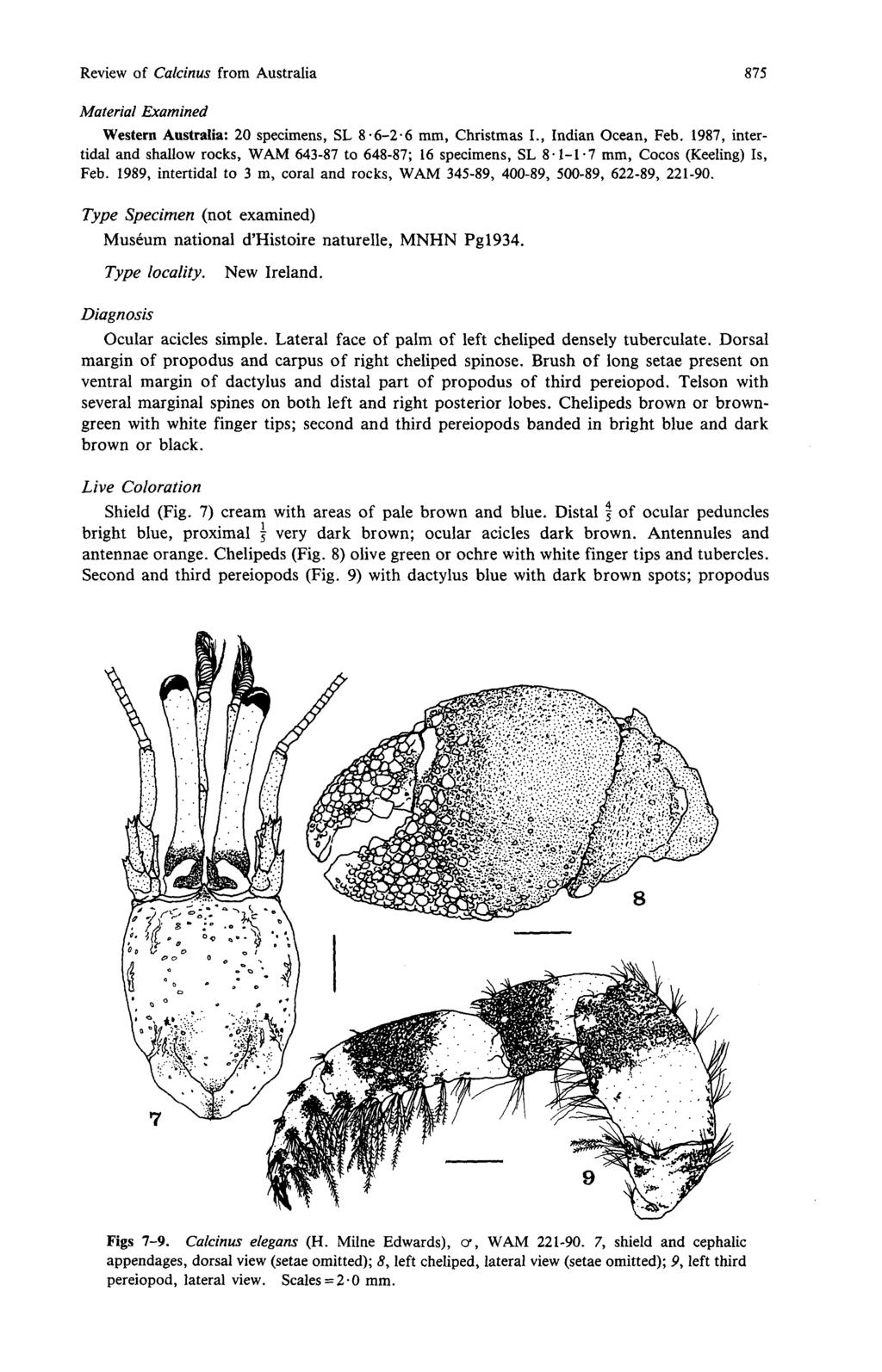 Review of Calcinus from Australia 875 Material Examined Western Australia: 20 specimens, SL 8-6-2-6 mm, Christmas I., Indian Ocean, Feb.