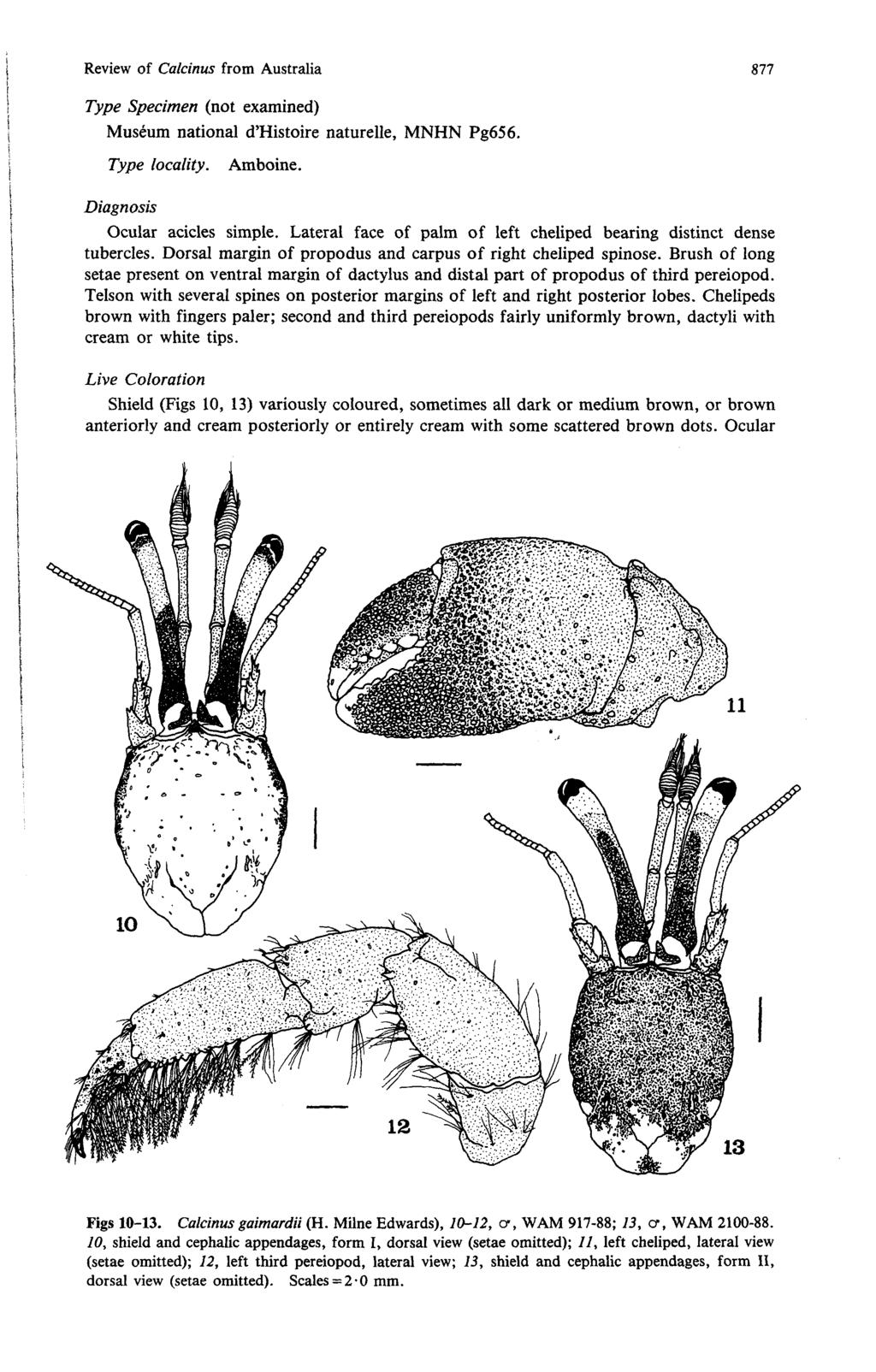 Review of Calcinus from Australia 877 Type Specimen (not examined) Muséum national d'histoire naturelle, MNHN Pg656. Type locality. Amboine. Diagnosis Ocular acicles simple.