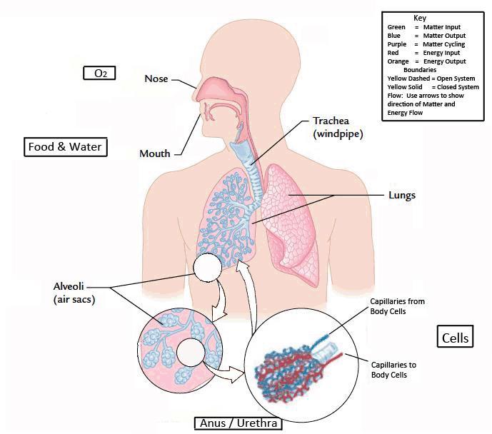 THE RESPIRATORY SYSTEM: Your blood transports the nutrients that you eat to different parts of your body. It also carries oxygen from your lungs to other organs and tissues.