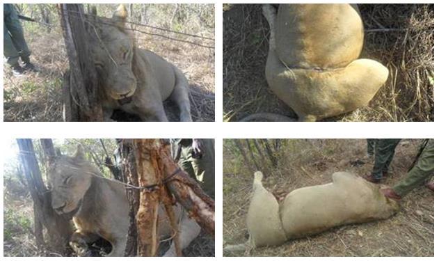 Poaching is also an issue at the local level in range countries, either for wild meat consumption or due to beliefs in medical or spiritual of properties of animals or animal parts.