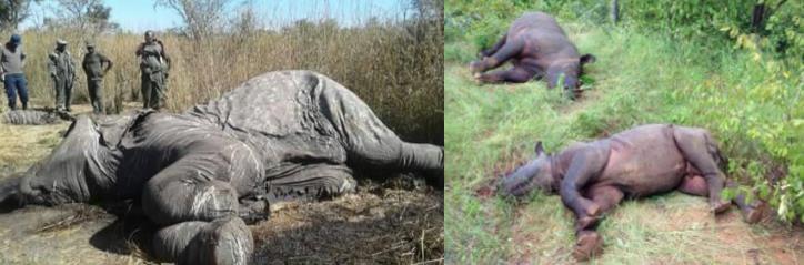 Poaching on behalf of traffickers who supply the transnational illegal wildlife trade (IWT) 2. Subsistence poaching for wild meat consumption 3.