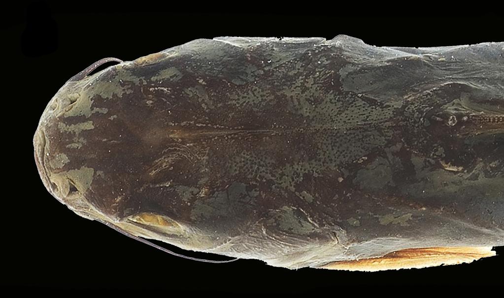 FIGURE 13. Head in dorsal view. Ariopsis gilberti, Holotype, USNM 29213. Coloration in alcohol.